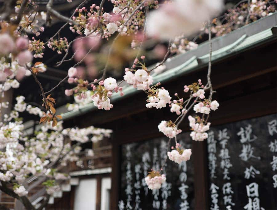 Makarlu-JapaneseGarden